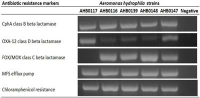Novel Bacteriophages Capable of Disrupting Biofilms From Clinical Strains of <mark class="highlighted">Aeromonas hydrophila</mark>